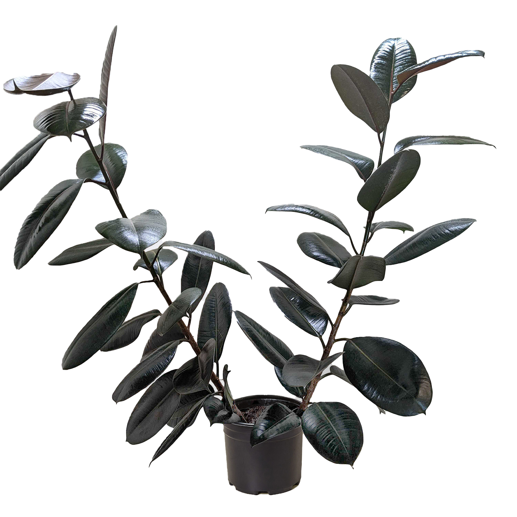 Ficus Elastica 'Burgundy' - Fleurish Plant Care, LLC