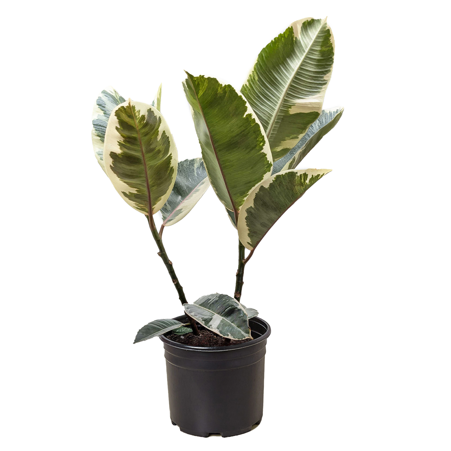 Ficus Elastica 'Tineke' - Fleurish Plant Care, LLC
