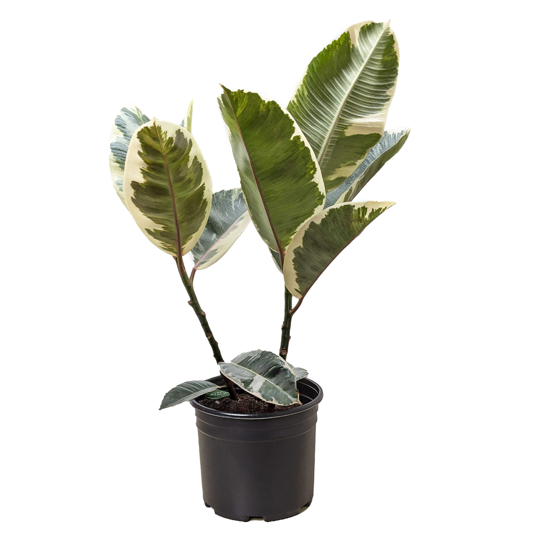 Ficus Elastica 'Tineke' - Fleurish Plant Care, LLC