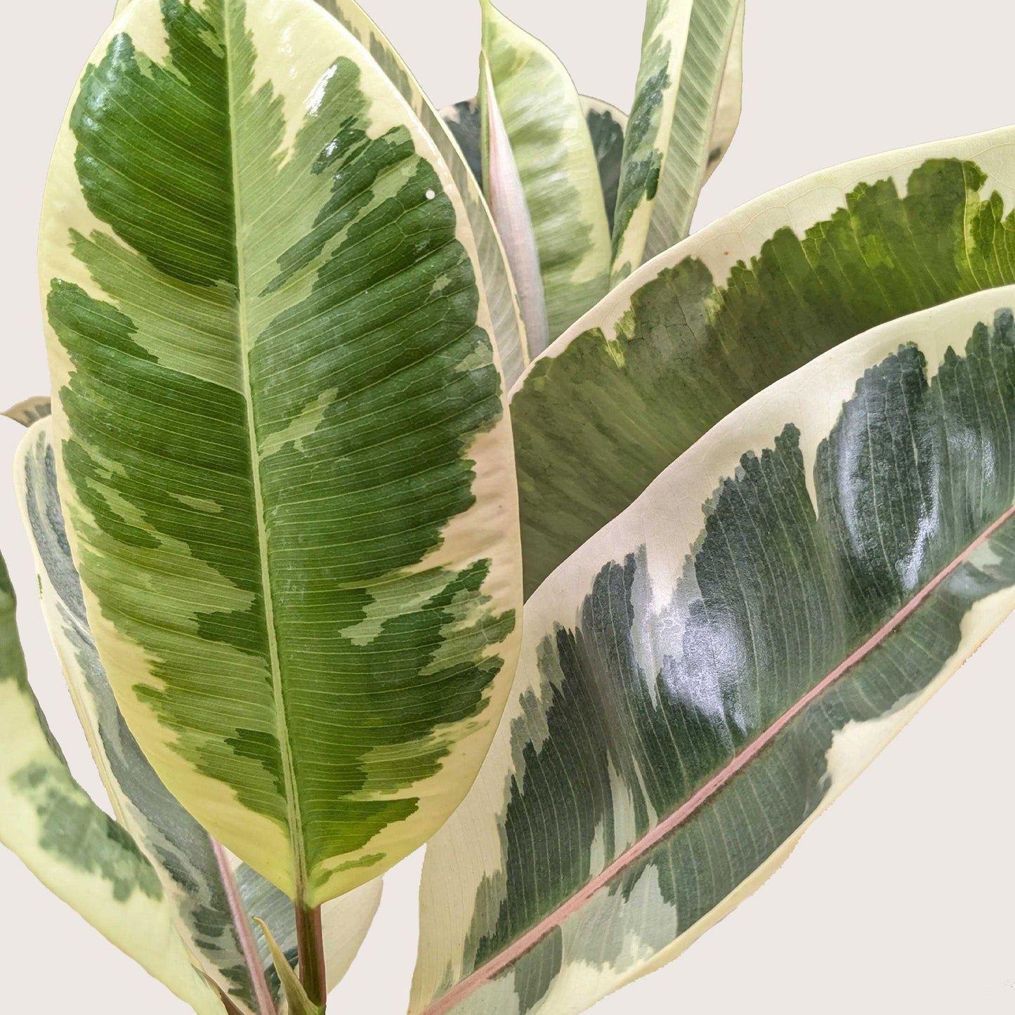 Ficus Elastica 'Tineke' - Fleurish Plant Care, LLC