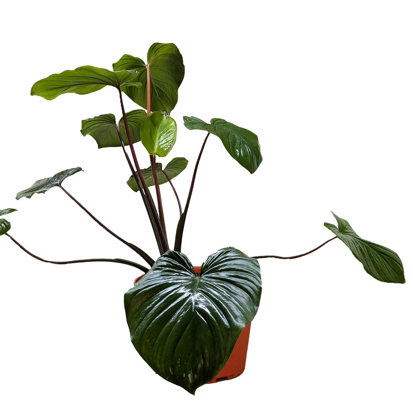 Homalomena 'Emerald Gem' - Fleurish Plant Care, LLC