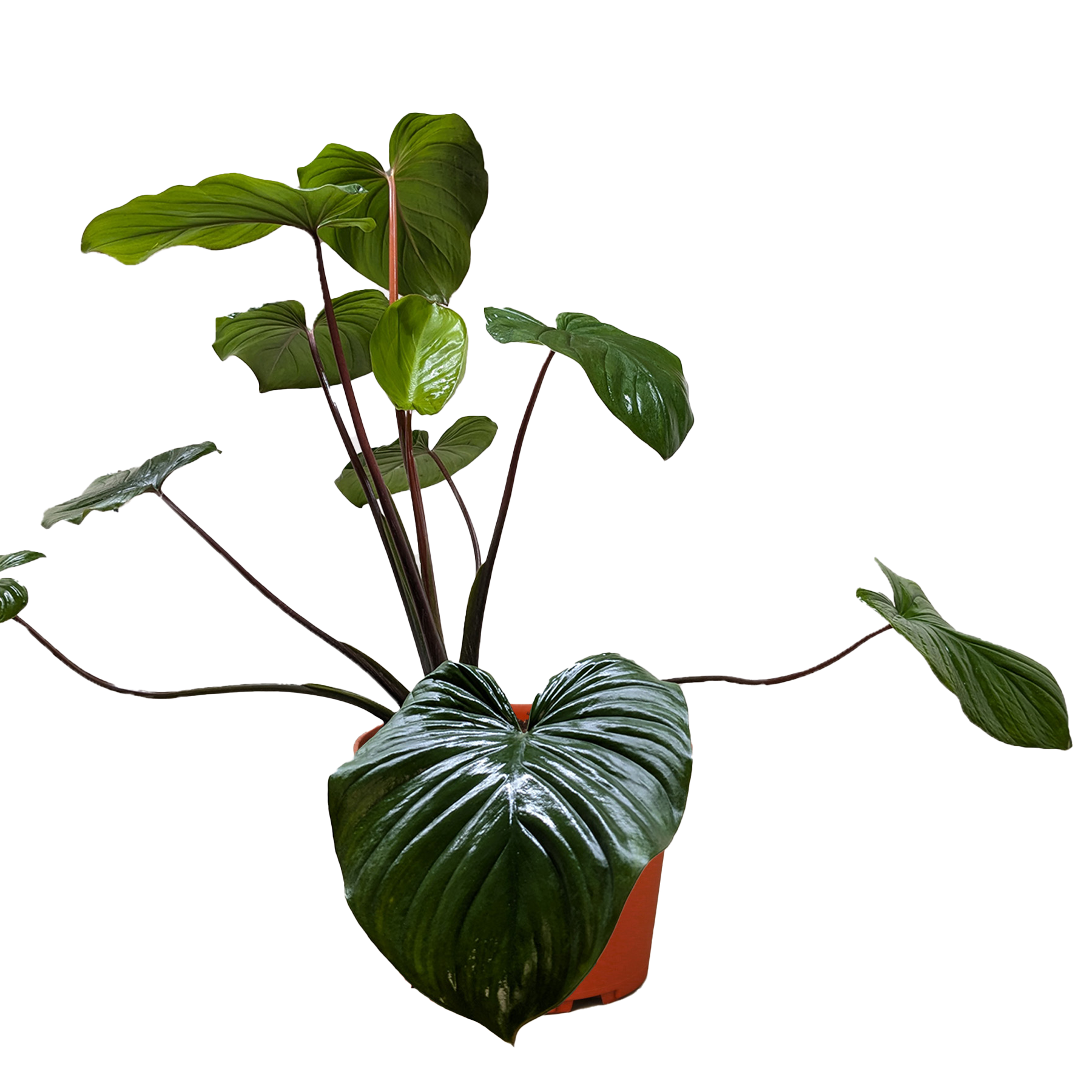 Homalomena 'Emerald Gem' - Fleurish Plant Care, LLC