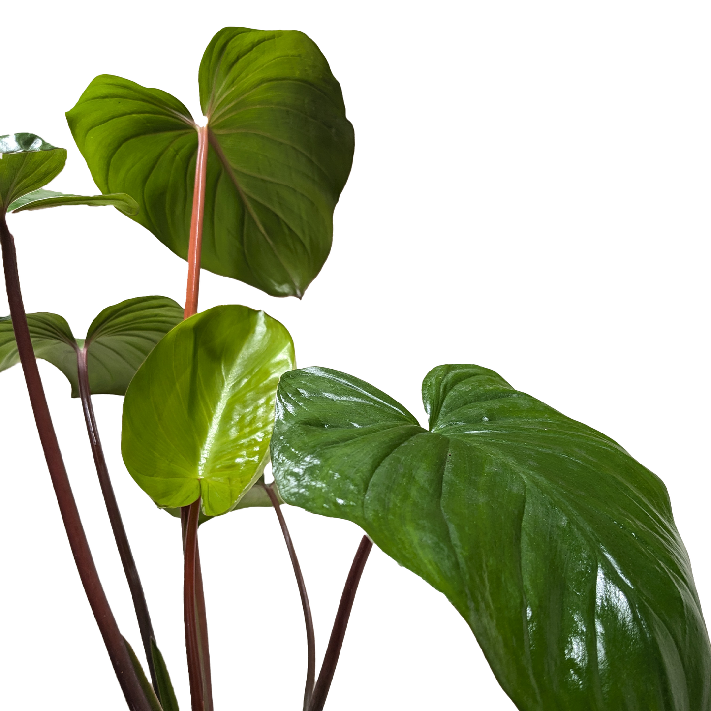 Homalomena 'Emerald Gem' - Fleurish Plant Care, LLC