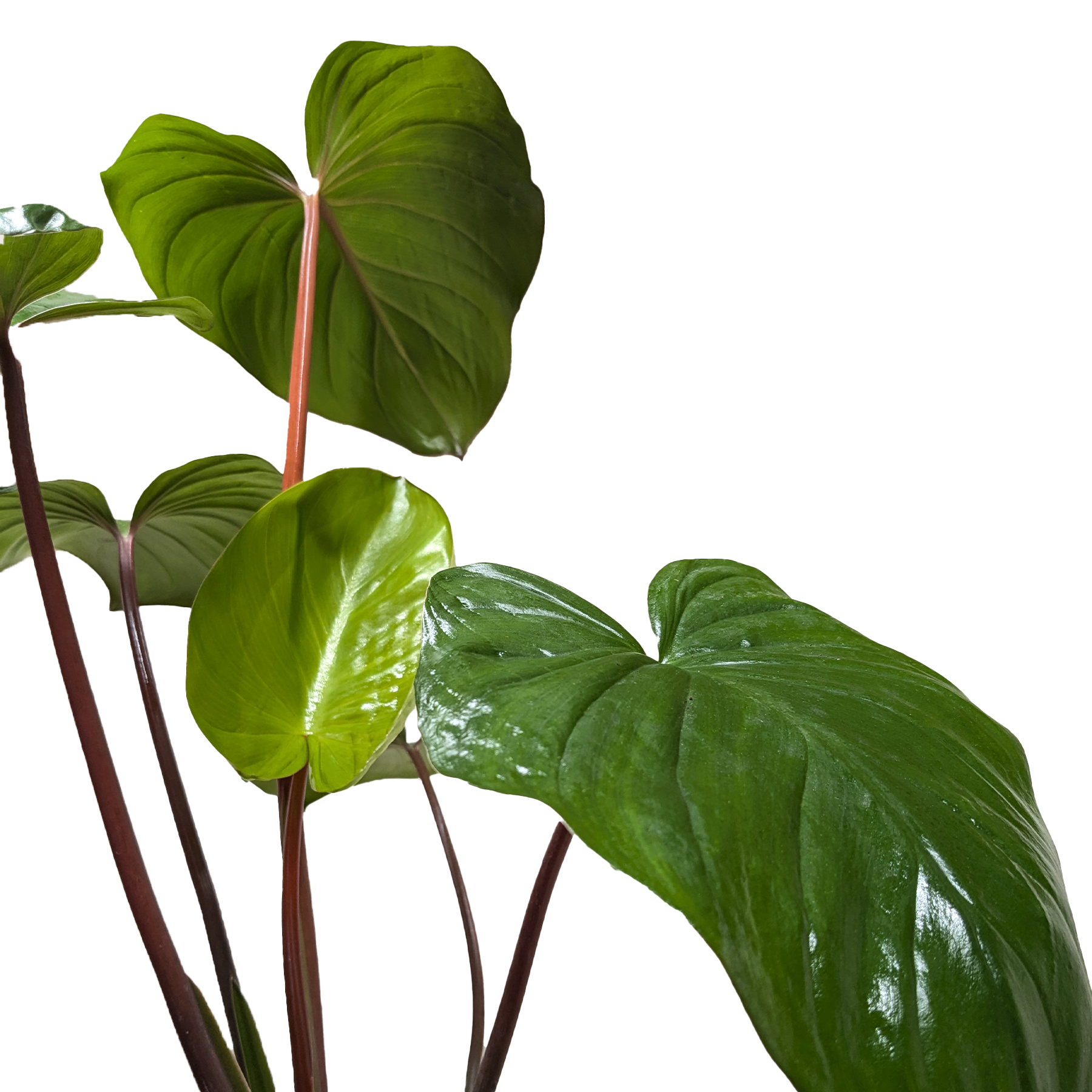 Homalomena 'Emerald Gem' - Fleurish Plant Care, LLC