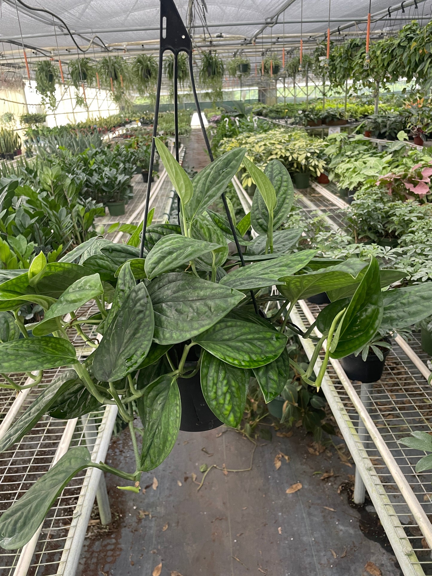 Monstera 'Peru' - Fleurish Plant Care, LLC