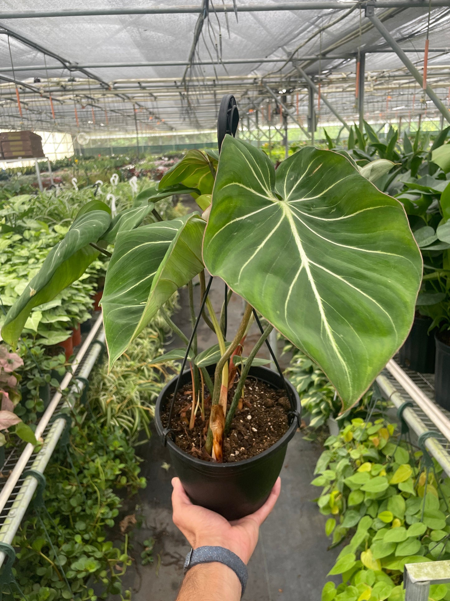 Philodendron Gloriosum - Fleurish Plant Care, LLC