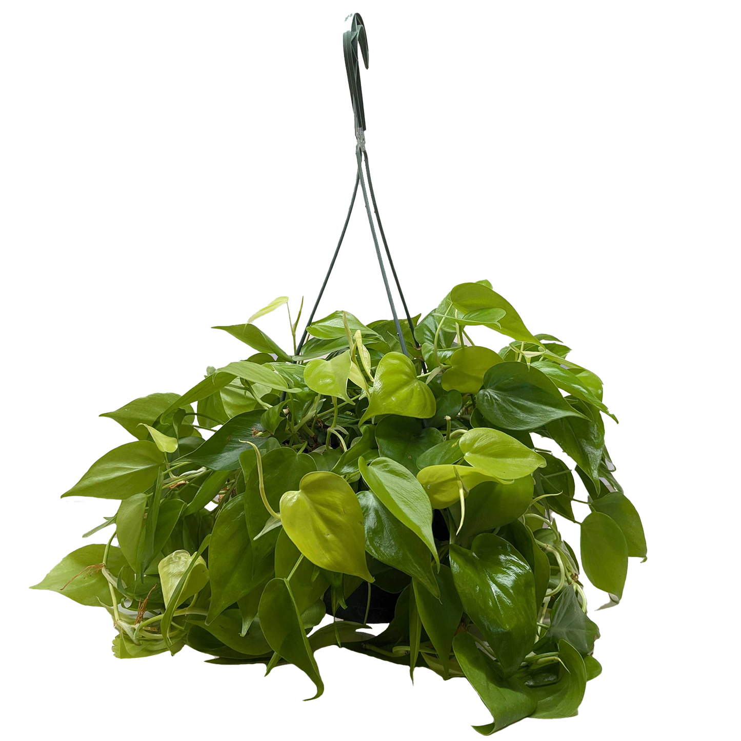 Philodendron 'Neon'