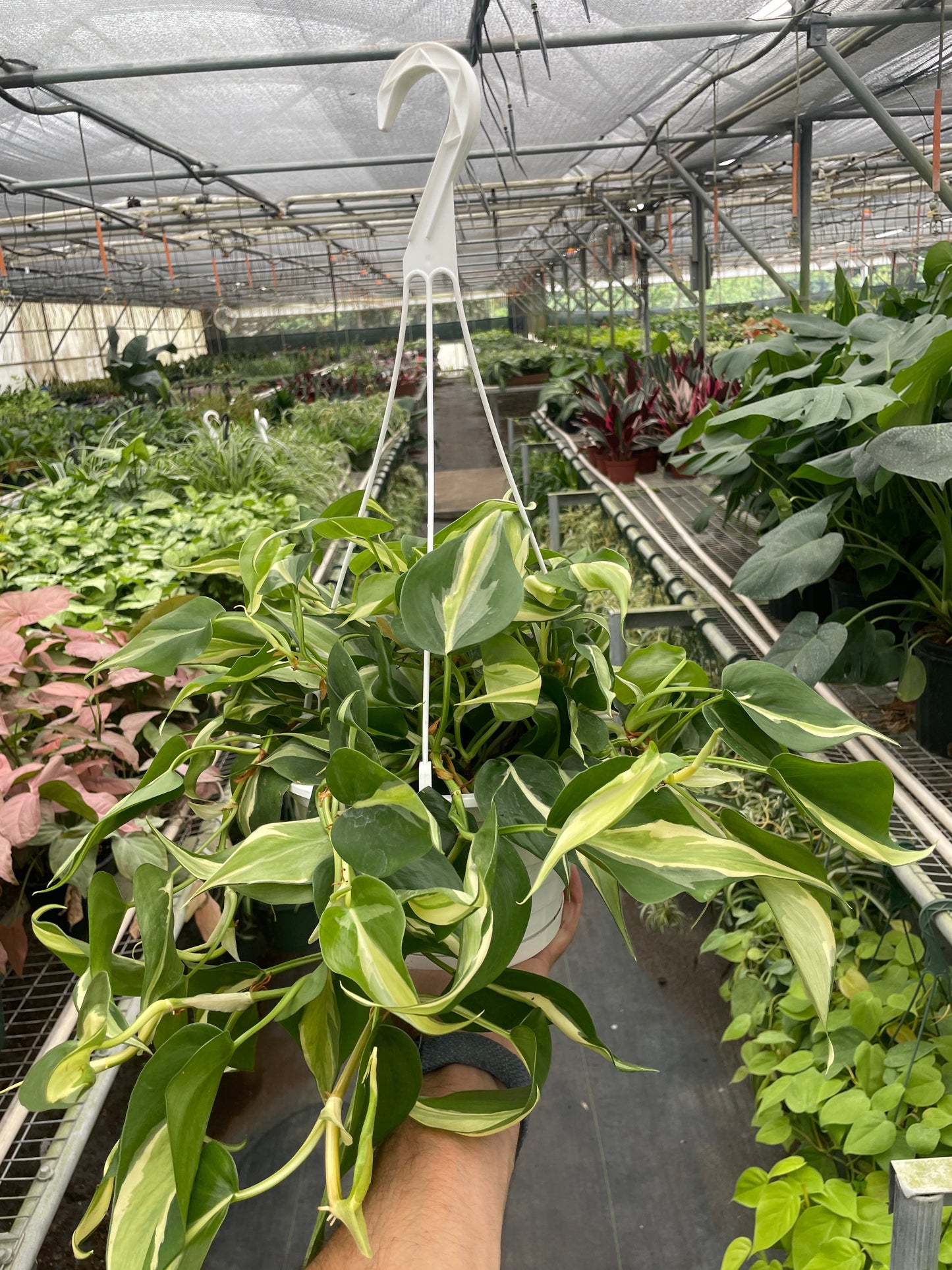 Philodendron 'Silver Stripe' - Fleurish Plant Care, LLC