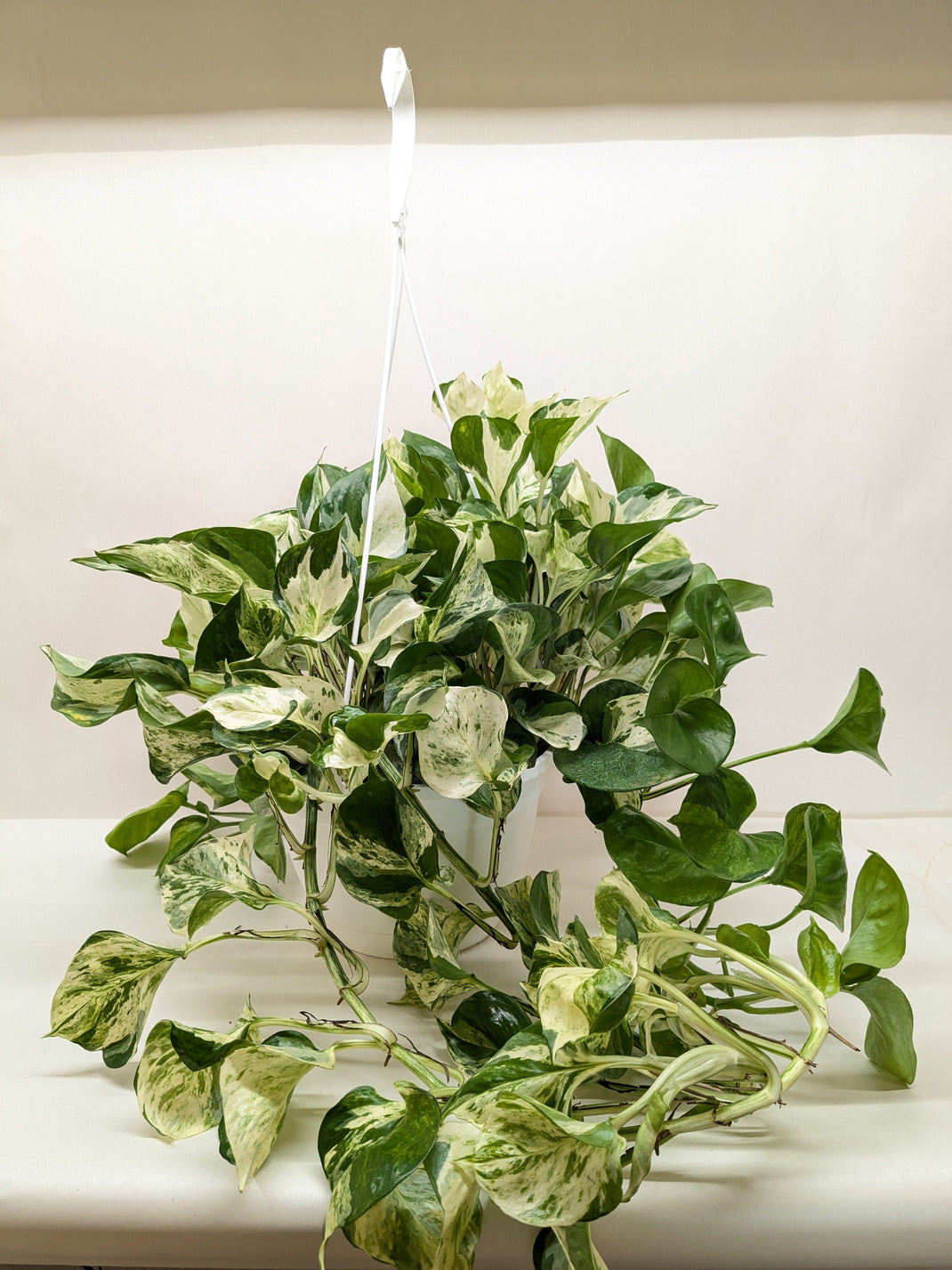 Fleurish Plant Care|Houseplant Care Experts – Fleurish Plant Care, LLC