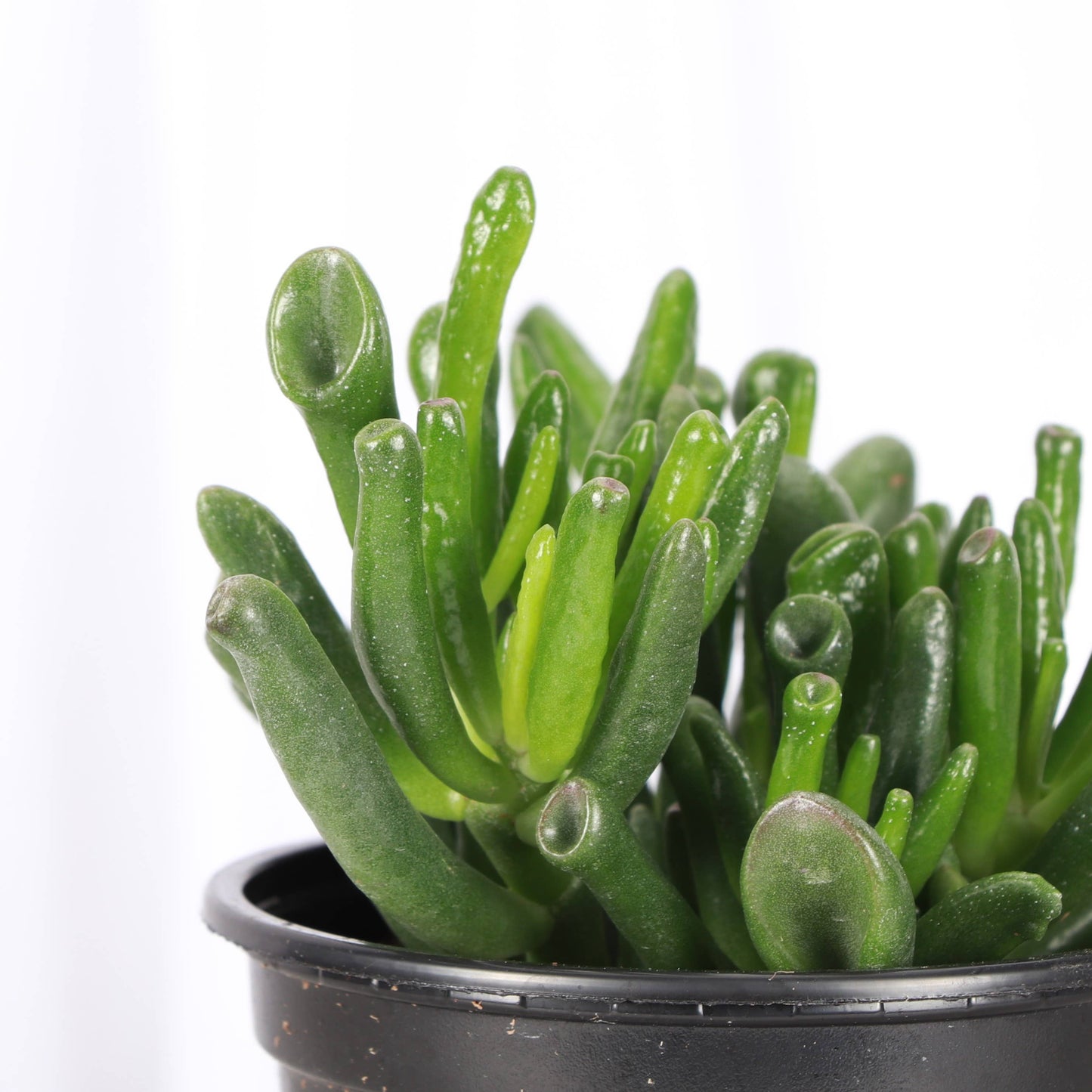 Ogre Ears Jade Plant - Live Plant