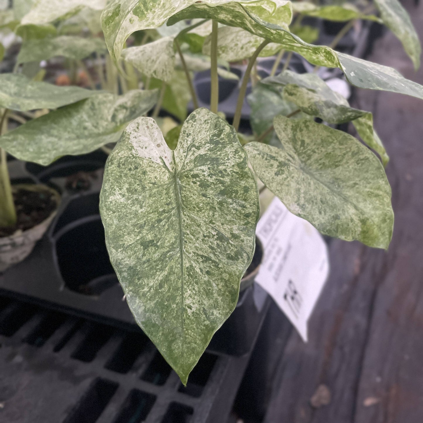 Alocasia Camouflage - Live Plant - RARE