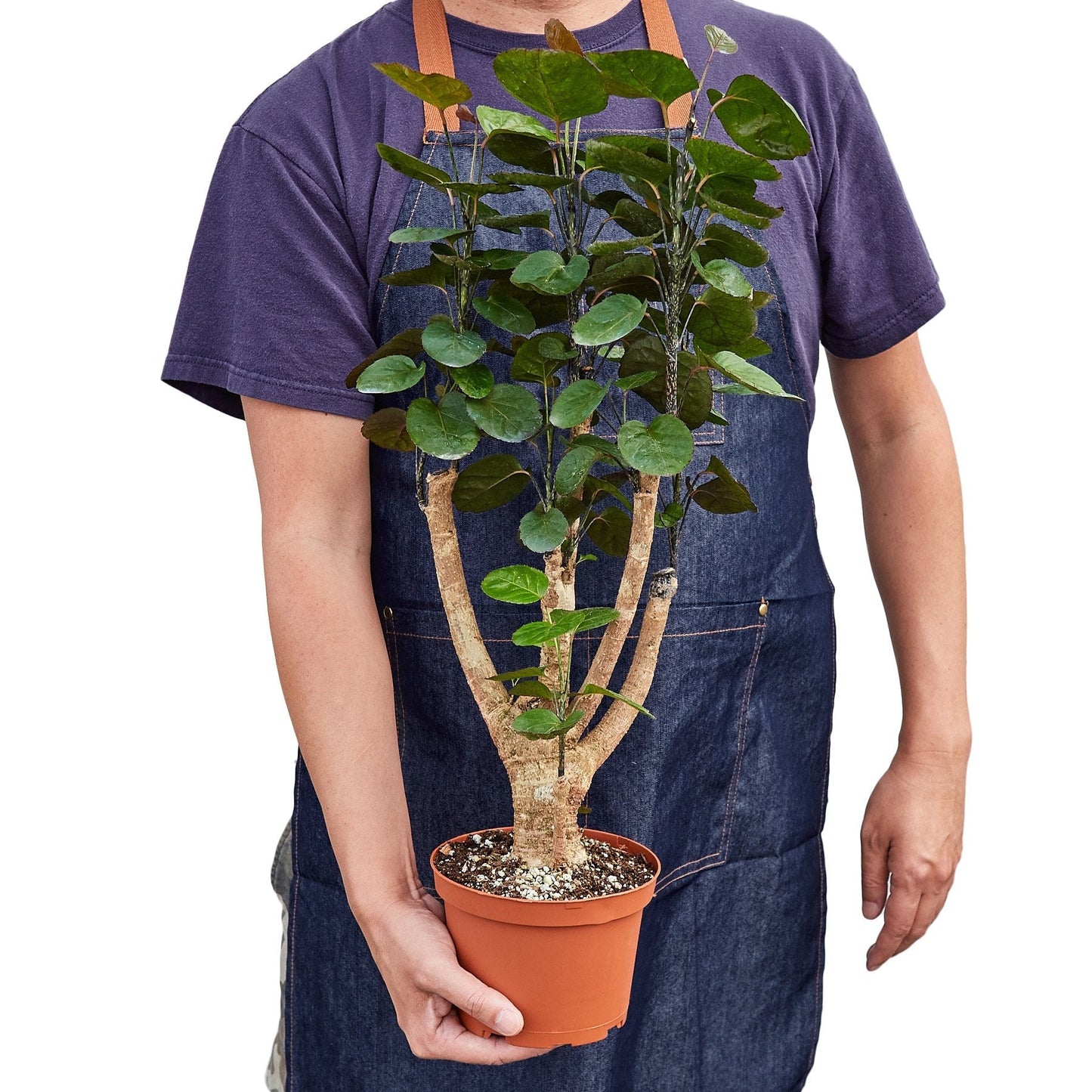Aralia Fabian Stump 'Polyscias Scutellaria' - Fleurish Plant Care, LLC