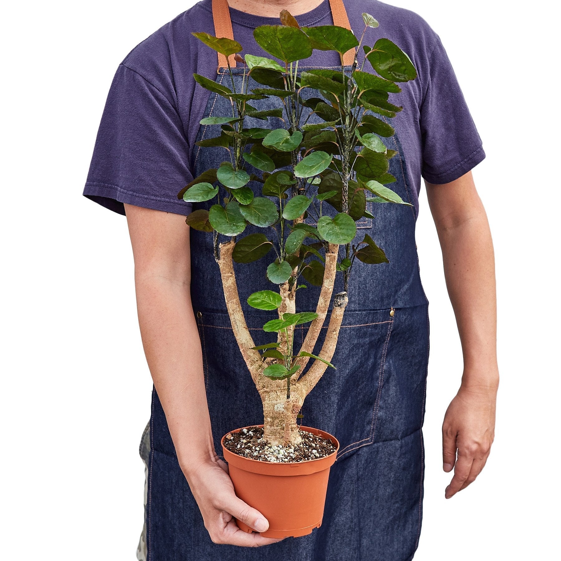Aralia Fabian Stump 'Polyscias Scutellaria' - Fleurish Plant Care, LLC