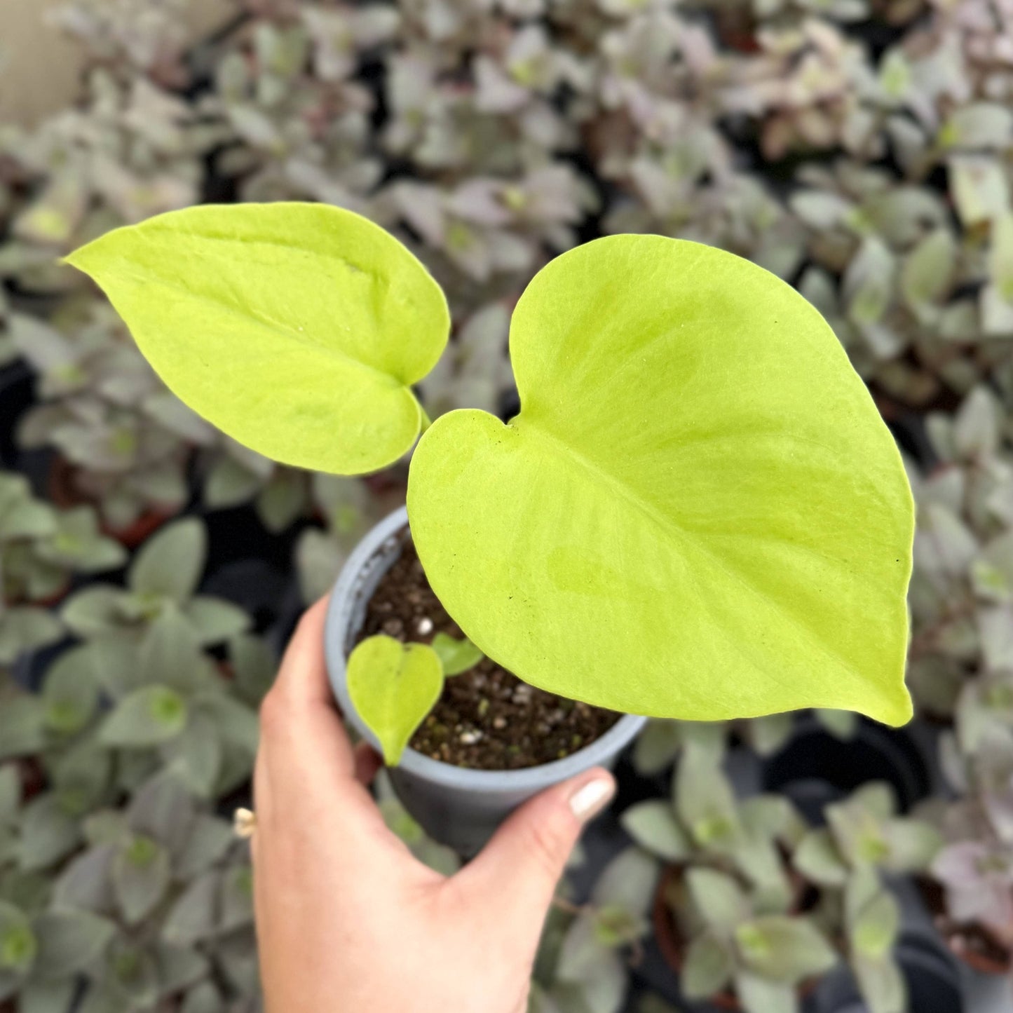 Monstera Super Golden - 4" Live Plant - RARE