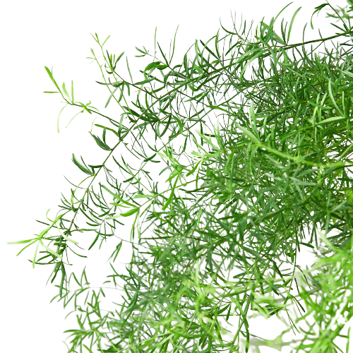 Fern 'Sprengeri' - Fleurish Plant Care, LLC