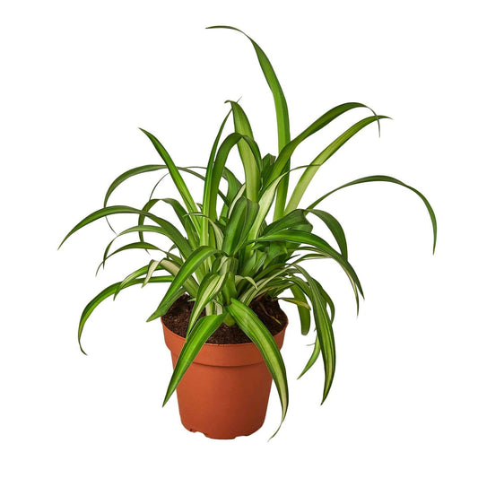 🐾Spider Plant Hawaiian