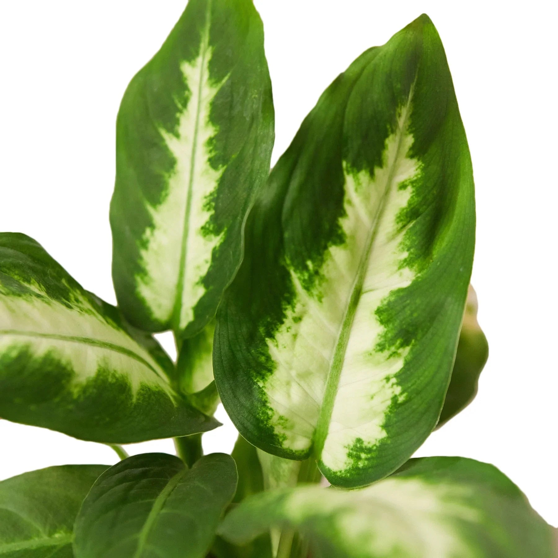 Dieffenbachia Camille - Fleurish Plant Care, LLC