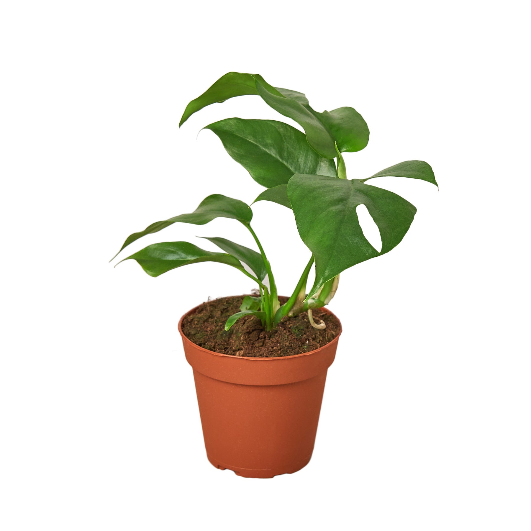 Philodendron Mini Monstera Minima - Fleurish Plant Care, LLC