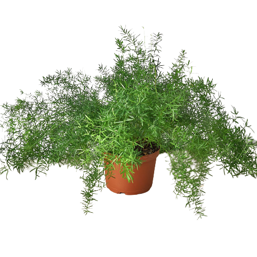 Fern 'Sprengeri' - Fleurish Plant Care, LLC