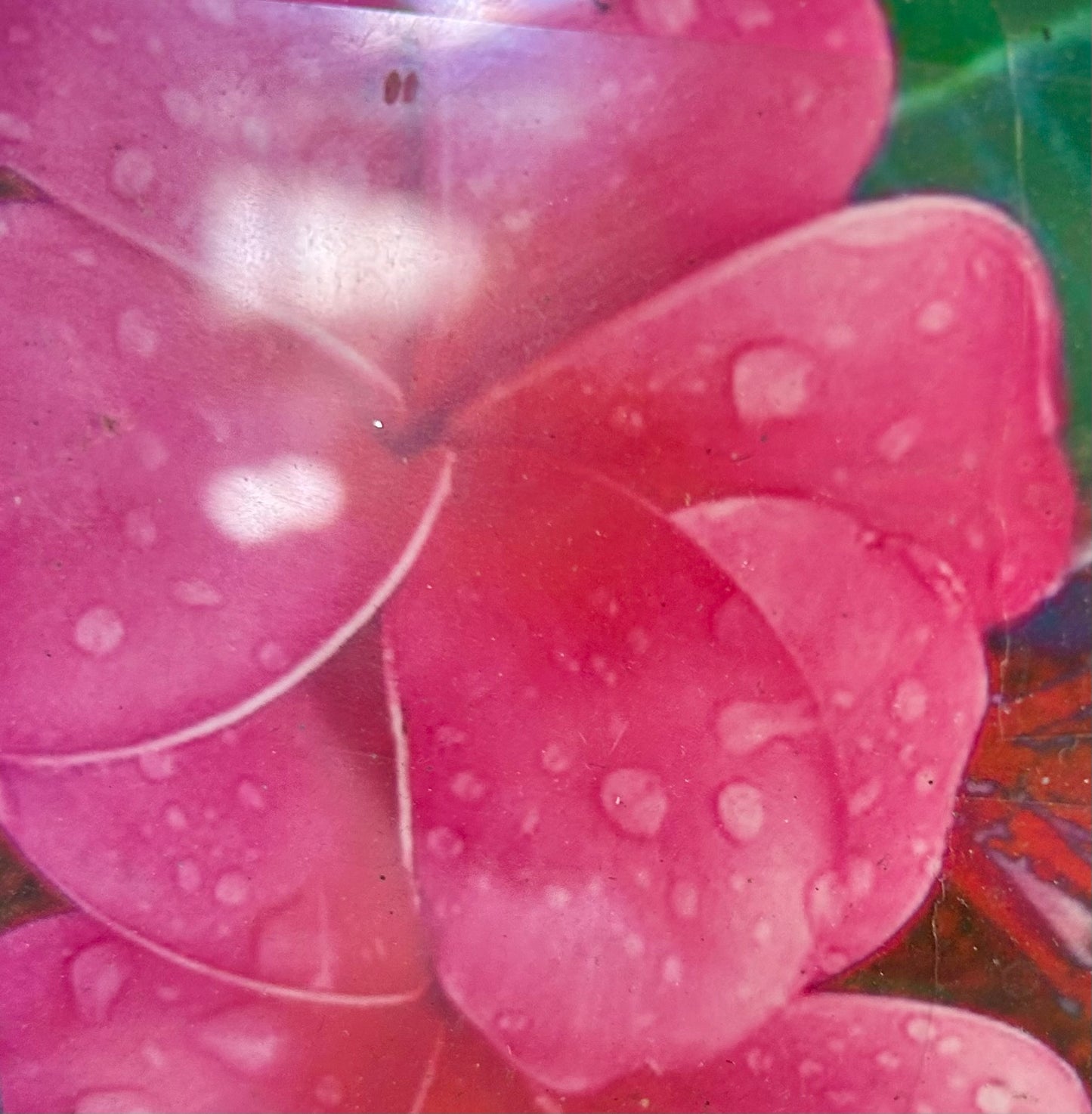 Plumeria