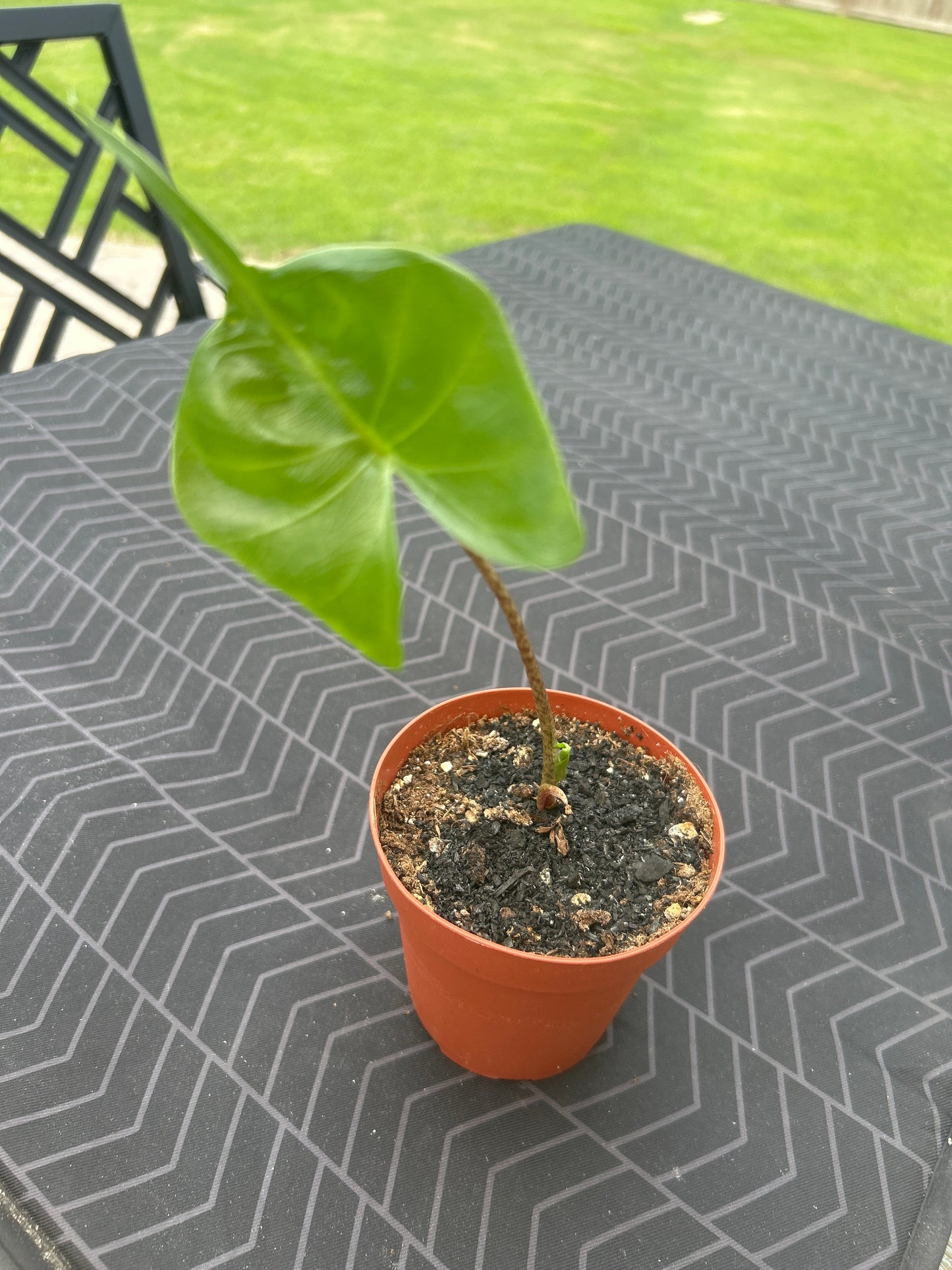Alocasia macrorrhizos 'Stingray'