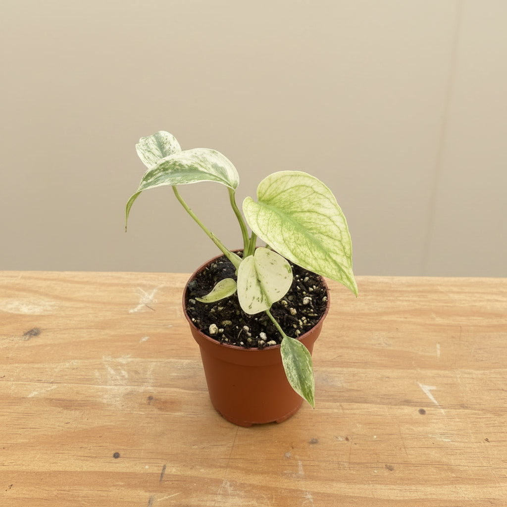 Mint Variegated Monstera - 3" Live Plant - RARE