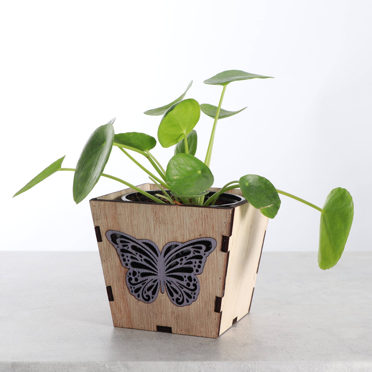 Butterfly Design Wooden Pot for Houseplants - 4" Size