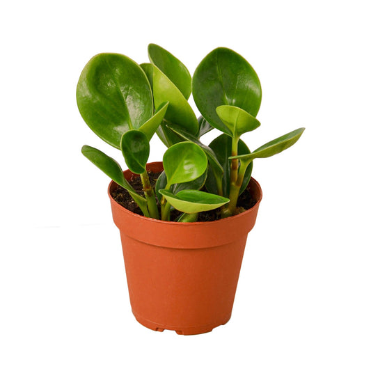 Peperomia Thailand - Fleurish Plant Care, LLC
