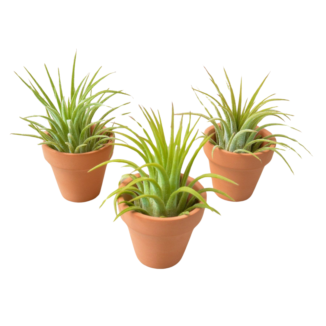 3 Ionantha Air Plants with Mini Terra Cotta Pots - Fleurish Plant Care, LLC