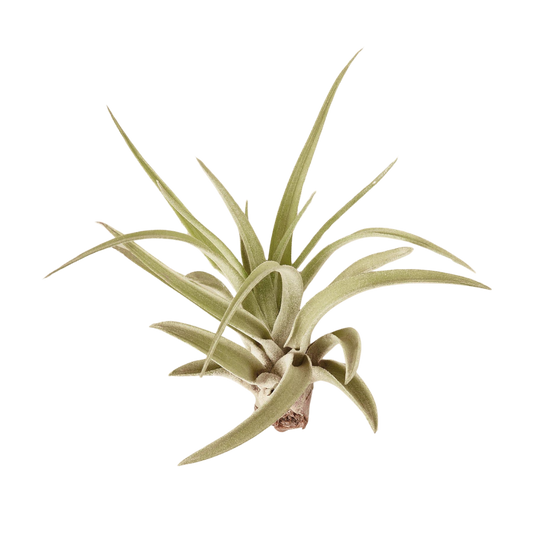 🐾Tillandsia Air Plant Variety w/ Spray - 9 Pack - Fleurish Plant Care, LLC