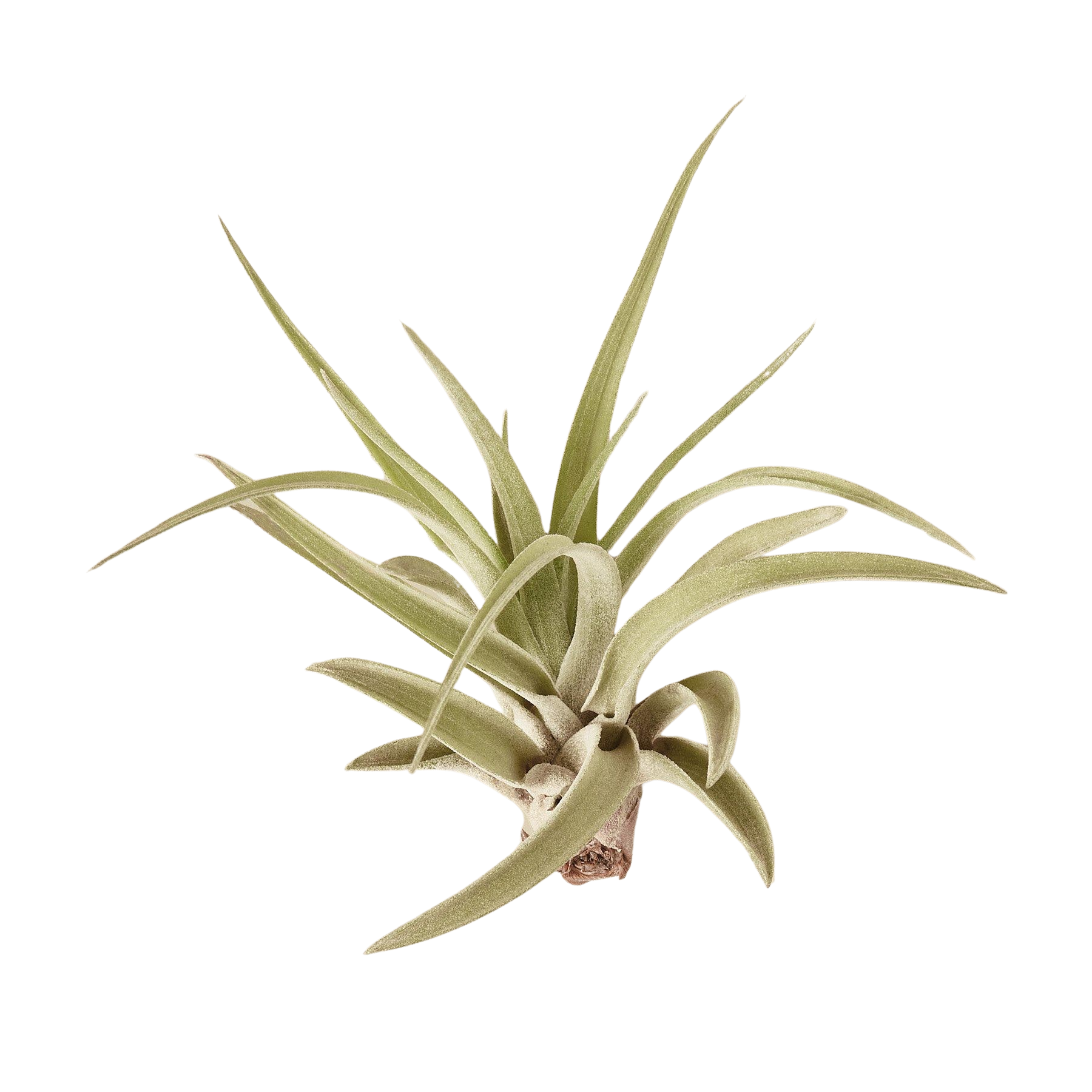 🐾Tillandsia Air Plant Variety w/ Spray - 9 Pack - Fleurish Plant Care, LLC