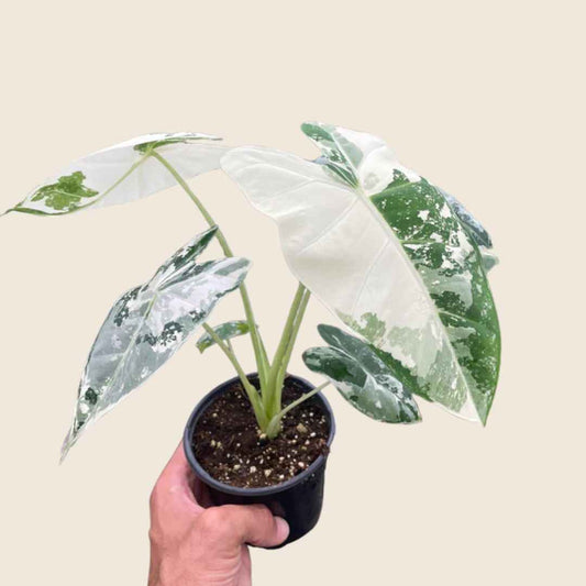Alocasia Micholitziana 'Frydek' Variegated - 4" Pot