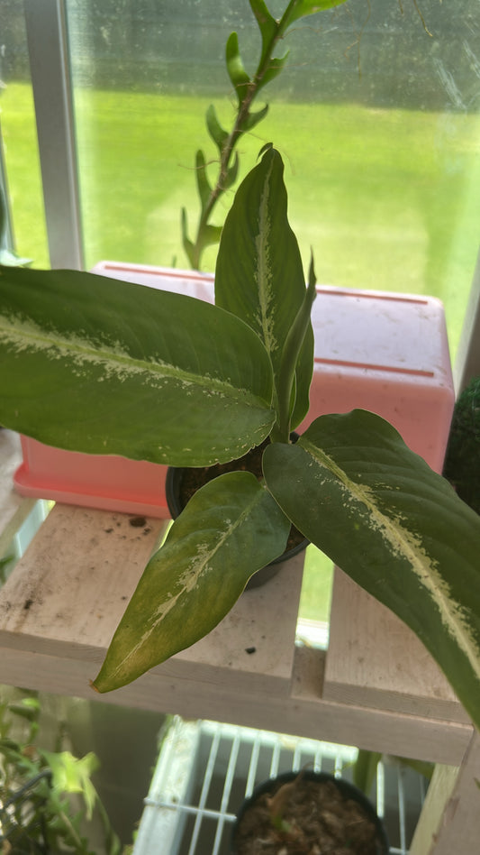 Dieffenbachia 'Panther'  FPC