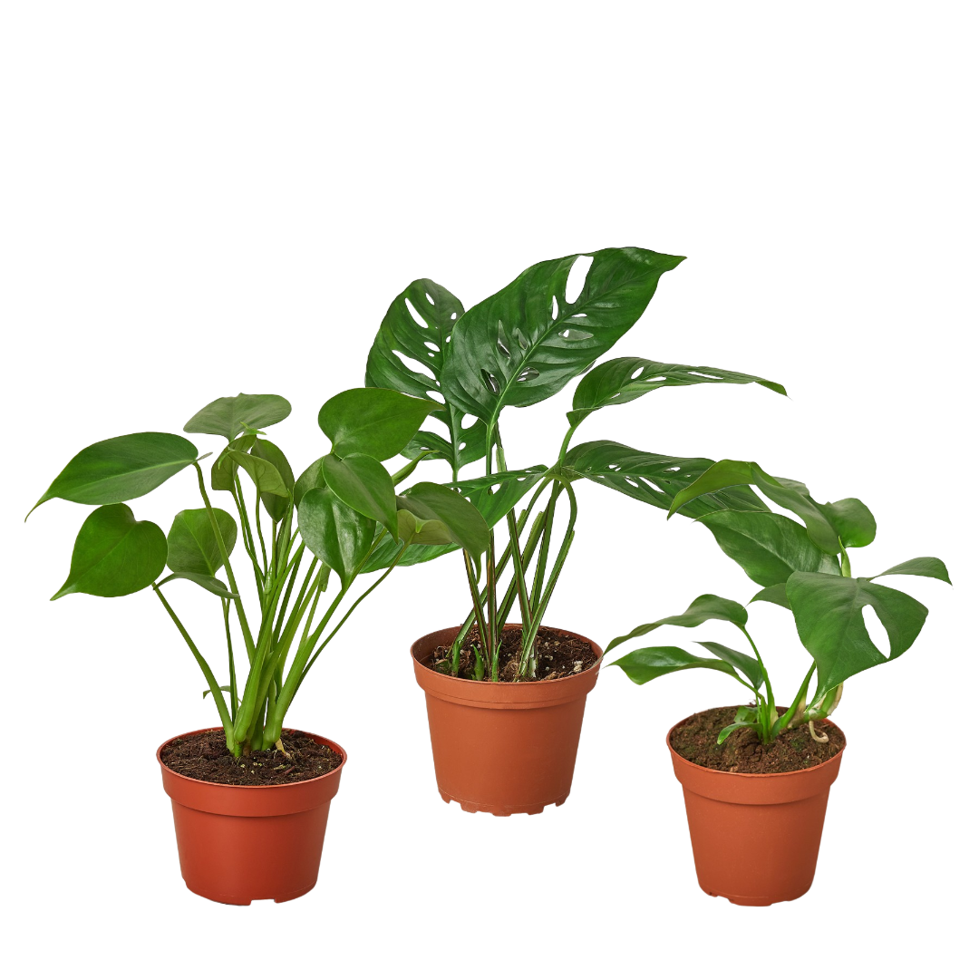 Monstera Bundle - Fleurish Plant Care, LLC