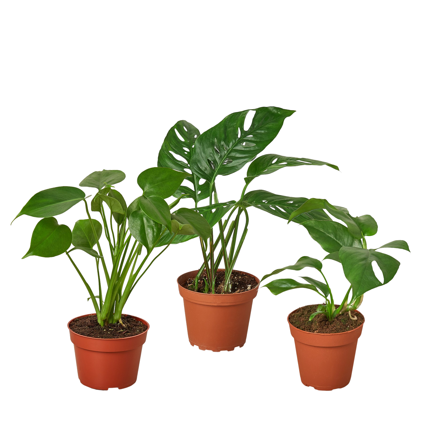 Monstera Bundle - Fleurish Plant Care, LLC