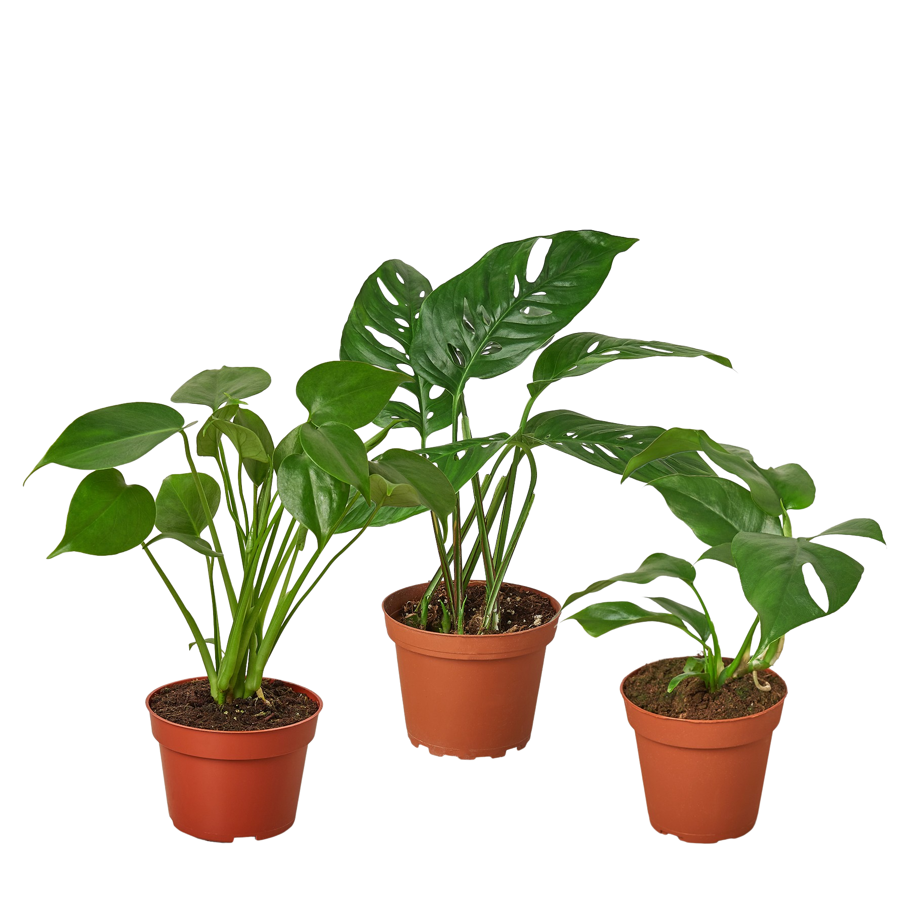 Monstera Bundle - Fleurish Plant Care, LLC
