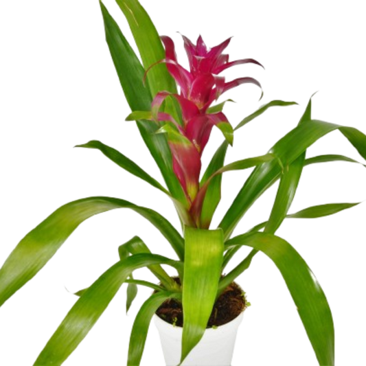 🐾Bromeliad Guzmania 'Purple' - 4" Pot