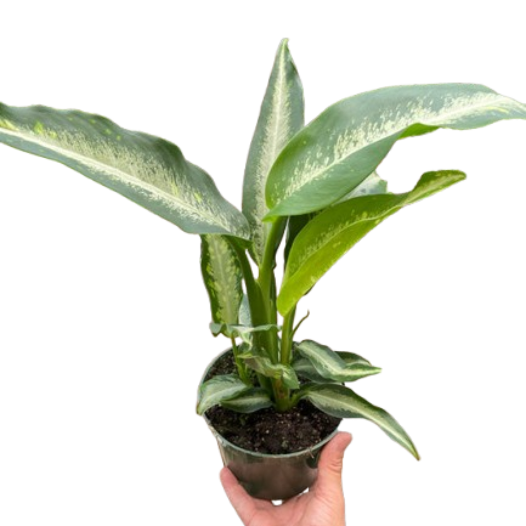 Dieffenbachia Panther - Fleurish Plant Care, LLC