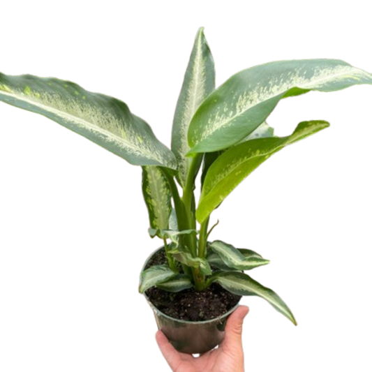 Dieffenbachia Panther - Fleurish Plant Care, LLC