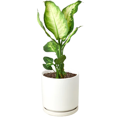 Dieffenbachia Camille - Fleurish Plant Care, LLC