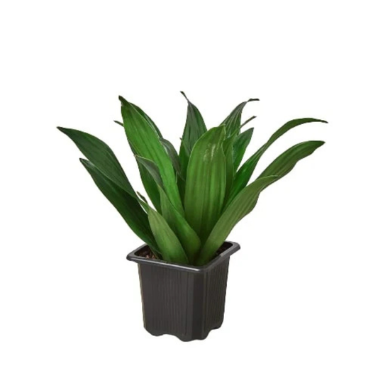 FPC Dracena Janet Craig