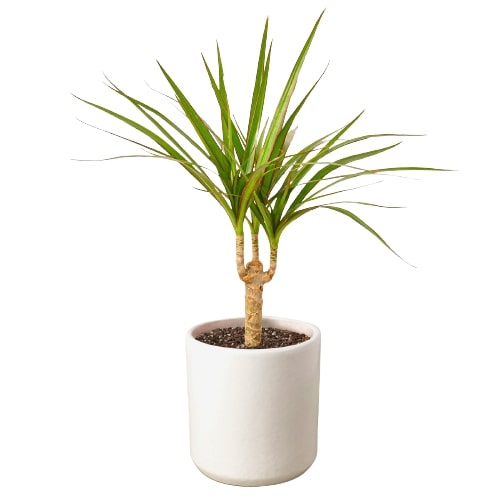 Dracaena Marginata Cane - Fleurish Plant Care, LLC