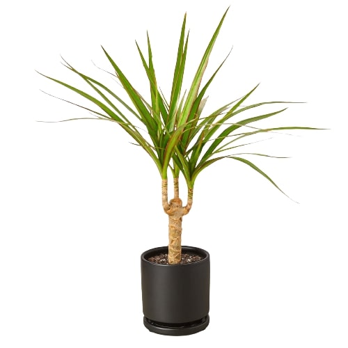 Dracaena Marginata Cane - Fleurish Plant Care, LLC