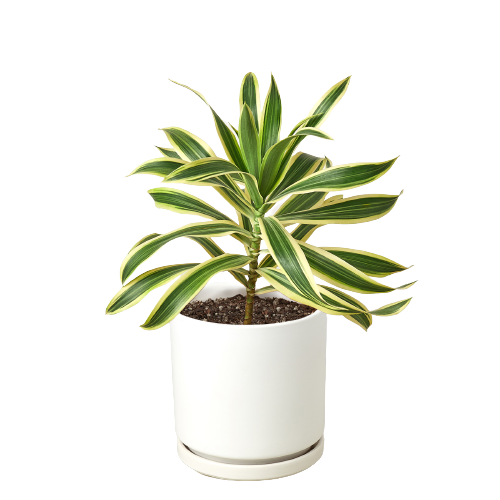 Dracaena 'Song of India' - Fleurish Plant Care, LLC
