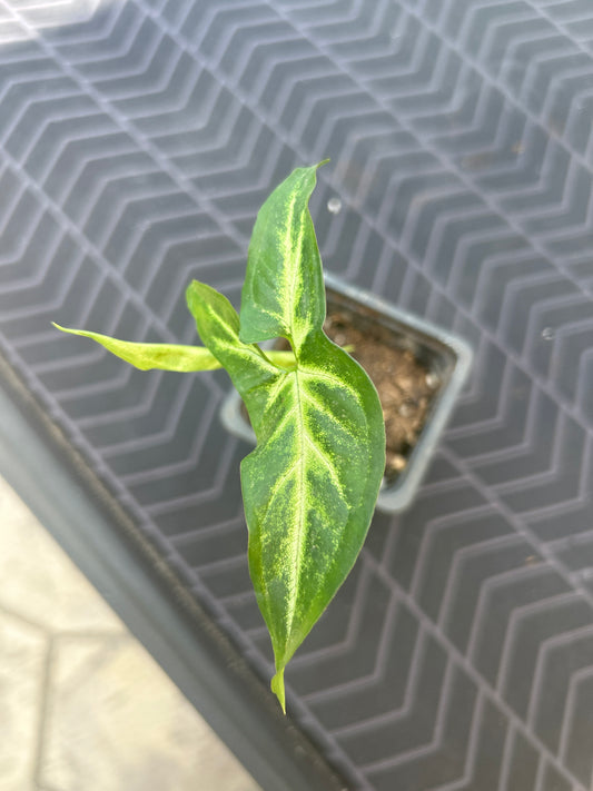 Syngonium Arrowhead