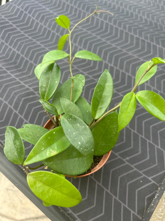 Hoya Burtoniae