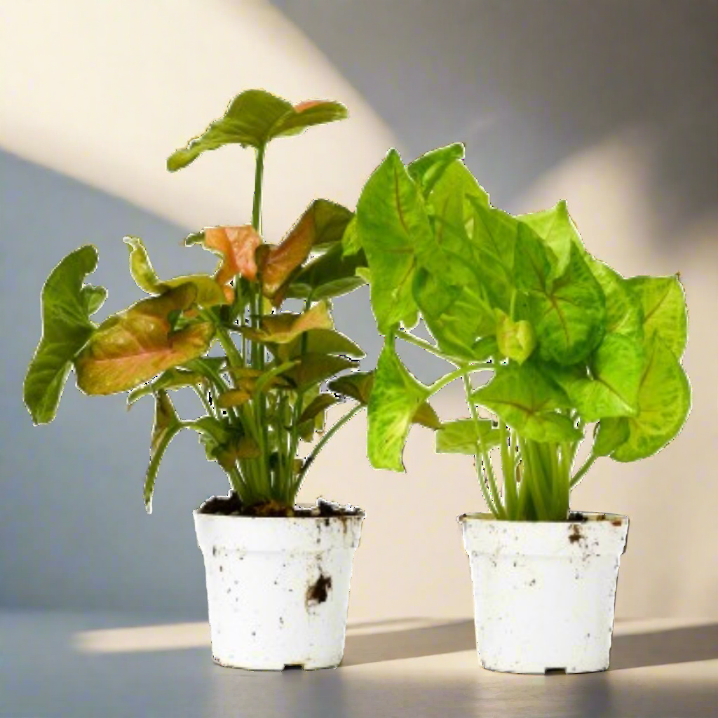 2 Syngonium Variety (Arrowhead Plant) / 4" Pot / Live Plant