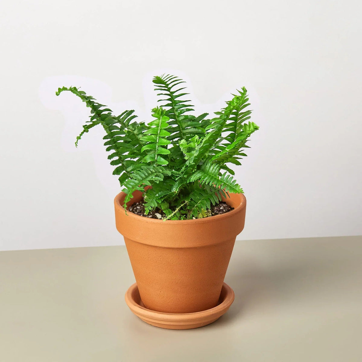 Jester's Crown Fern - Fleurish Plant Care, LLC