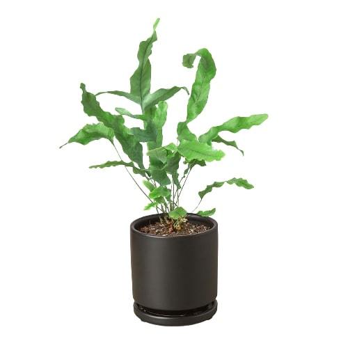 🐾Fern 'Blue Star'