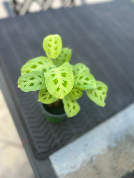 🌿 Green Maranta (Prayer Plant) 🌿